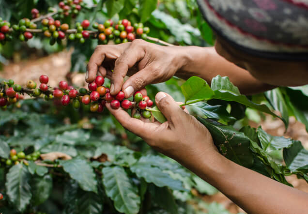 A farmer picking fresh coffee off a plant.